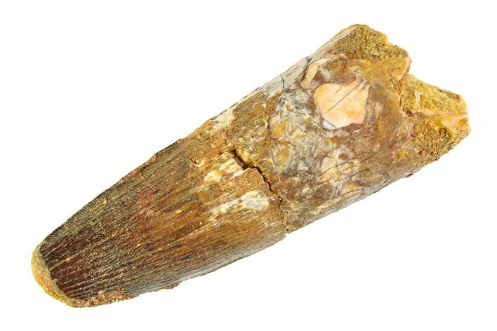 Fossil Spinosaurus Tooth - Real Dinosaur Tooth #354725